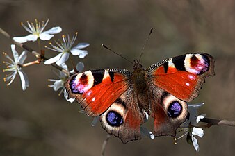 Butterflies and moths (Lepidoptera)