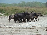 Herd of buffaloes in the park