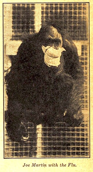 File:Joe Martin (orangutan) during 1918 influenza epidemic.jpg