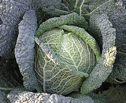 cabbage (Cabbage)
