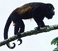 Mature male Mantled Howler (Alouatta palliata), Alajuela Province, Costa Rica.