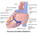 Posterior view of coronary circulation