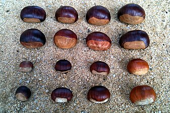 Different sorts of chestnuts
