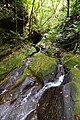 Stream in understory, Cockscomb Basin Wildlife Sanctuary