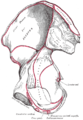 Десна карлична коска (надворешна страна, деловите од седалната коска се во долниот дел).