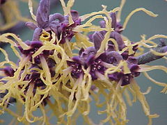 Hamamelis japonica close-up flowers
