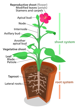 A diagram of a "typical" eudicot, the most common type of plant (three-fifths of all plant species).[179] However, no plant actually looks exactly like this.