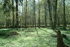 ビャウォヴィエジャの森 （ポーランド北東部のポドラシェ県にて撮影）