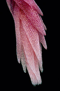 Sphagnum rubellum