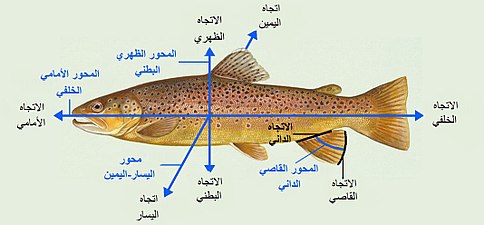 الاتجاهات التشريحية (بالأسود) والمحاور (بالأزرق) للفقاريات، تطبيق على سمكة من الفقاريات.