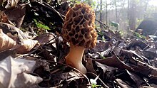Morel Mushrooms are commonly found in Estill County in the spring, with Irvine's Mountain Mushroom being dedicated to them.