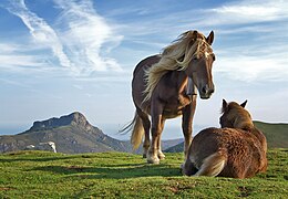 סוסים רועים באחו