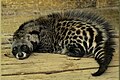 Deutsch: Afrikanische Zibetkatzen Civettictis (cat.)