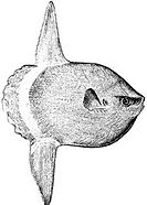The huge ocean sunfish, a true resident of the ocean epipelagic zone, sometimes drifts with the current, eating jellyfish.