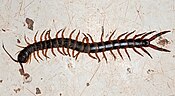 Centipede: many legs, one pair per segment