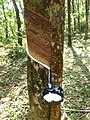 Image 2Latex collecting from a rubber tree (Hevea brasiliensis) (from Tree)