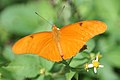 Živopisni narančasti leptir (Dryas julia)