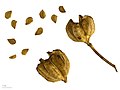 L. candidium seeds
