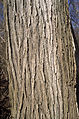 Mature bark, slippery elm U. rubra