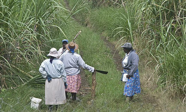 Female cane cutters in Barbados, 2011