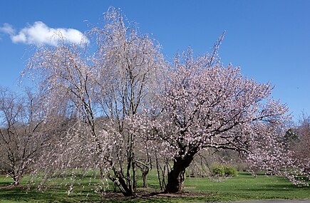 Prunus sargentii, 1928 accession (#794-28*B) Arnold Arboretum of Harvard University