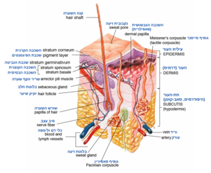 אנטומיה של שכבות העור