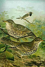 Turdus viscivorus (1905), Naumann, Naturgeschichte der Vögel Mitteleuropas
