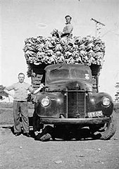 Albanians with truck load of lettuces ready for markets, Werribee (1949)