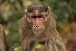 Thumbnail for Yaba monkey tumor virus