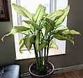 A large dieffenbachia with big bright green leaves on display as a houseplant