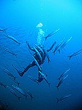 Scuba diver swimming inside a group of Sphyraena putnamae off Ko Tao, Thailand