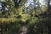 Patagonia-Sonoita Creek