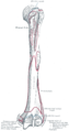 Insertion humérale du muscle long extenseur radial du carpe (extensor carpi radialis longus).