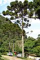 Araucaria angustifolia, Brazilian pine