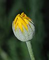Bud of a garden chrysanthemum