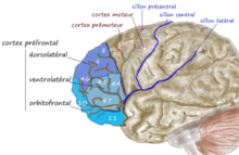 קליפת המוח הקדם-מצחית הגבית-צדית בקליפת המוח הקדם-מצחית