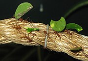 Leafcutter ants Atta cephalotes carrying discs of leaf material back to their nest to feed to their domesticated fungus