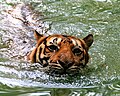 A Malayan tiger swimming in Zoo Negara, Malaysia.