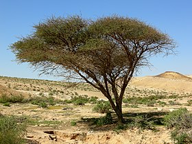 The Acacia tree was associated with Iusaaset, the primal goddess of Egyptian mythology.