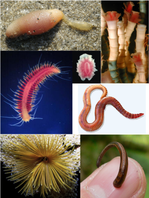 Exemplo da diversidade de Annelida.