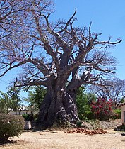 Old baobab, Nyanga, Zimbabwe.