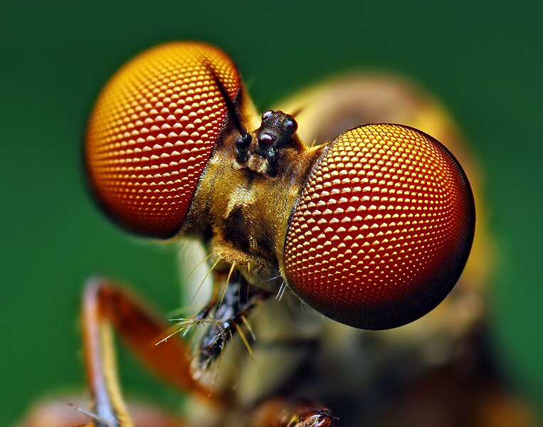 File:Eyes of a Holcocephala fusca Robber Fly.jpg