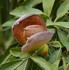 Mature almond nut