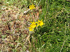 Narcissus Golden Bells (1).jpg