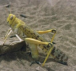 The desert locust Schistocerca gregaria laying eggs in sand