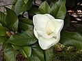 Southern magnolia blossom