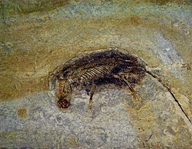 Fóssil de Eomaia, o eutério mais antigo conhecido.