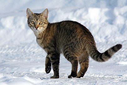 Felis catus (mačka na snegu)