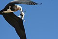 A chick is snatched by a predatory great frigatebird