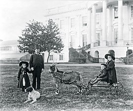 La cabra Whiskers tirant un carret a la Casa Blanca, amb Russell Harrison i els seus fills.